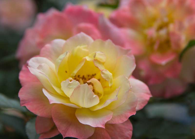 oso_easy_italian_ice_rose-5734 oso_easy_italian_ice_rose-5734