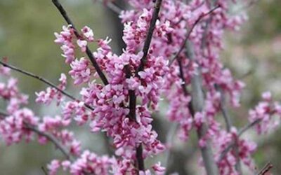 Redbuds (Forest Pansy vs. Eastern Redbud)