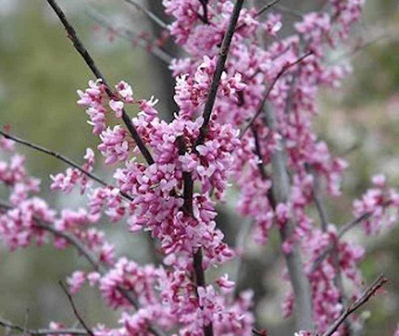 Plant Spotlights: Redbuds (Forest Pansy vs. Eastern Redbud)