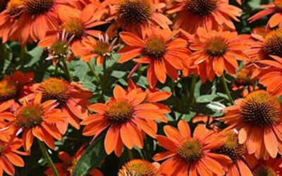 Jacqueline’s Plant Picks of the Week