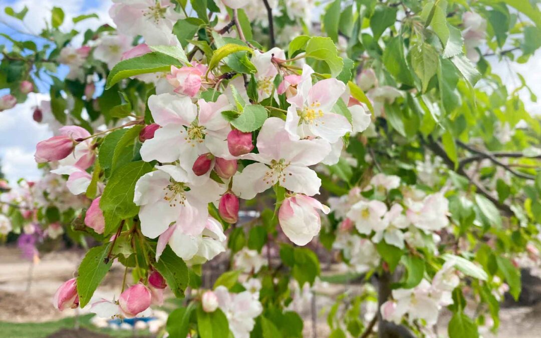 Best Flowers to Plant in Spring in Michigan