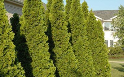 Arborvitae