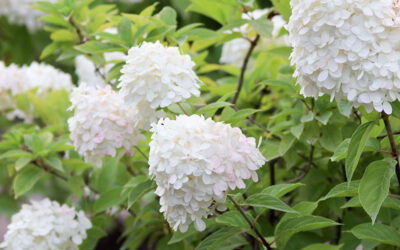 Flowering Shrub Companion Plants