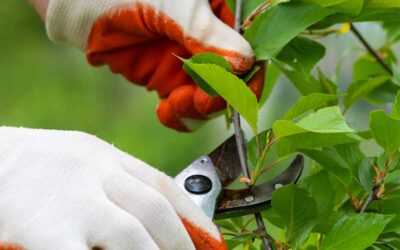 Fall Pruning in Michigan