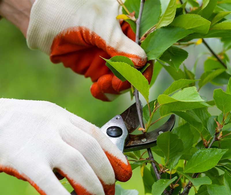 Fall Pruning in Michigan: What to Prune and What to Avoid