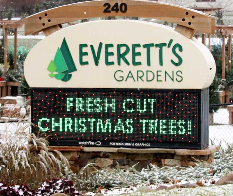 Discover the Wonder of Christmas at Everett’s Gardens