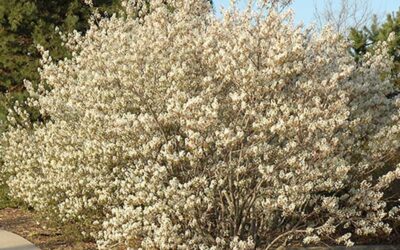 What to Plant in April in Michigan