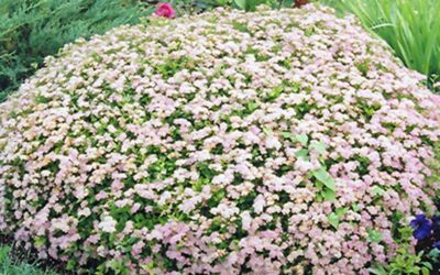 Spirea