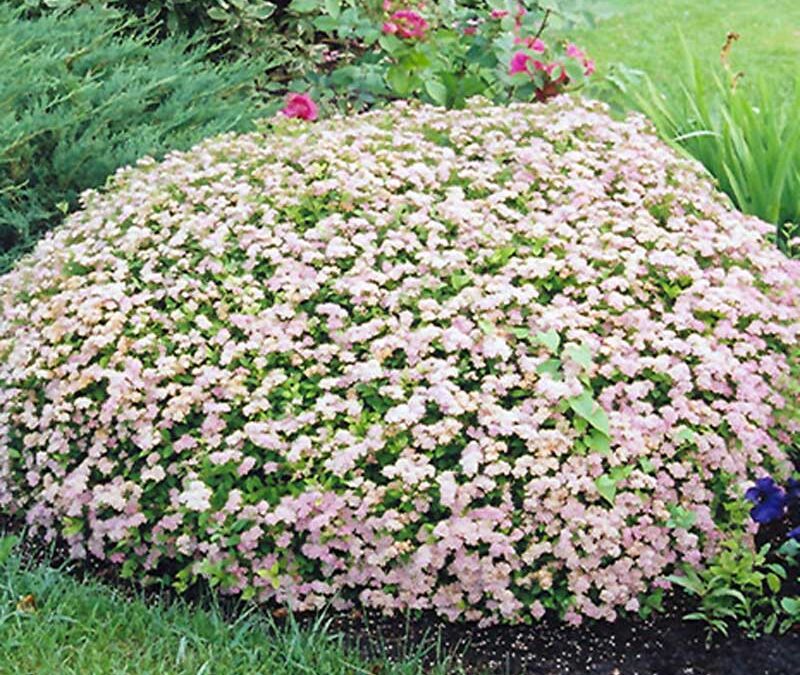 Plant Spotlights: Spirea