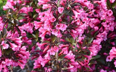 Weigela & Viburnum