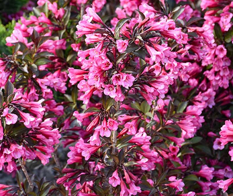 Plant Spotlights: Weigela & Viburnum