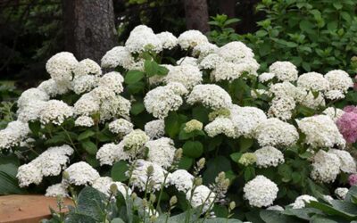 What to Plant in May: Trees, Shrubs, and Perennials