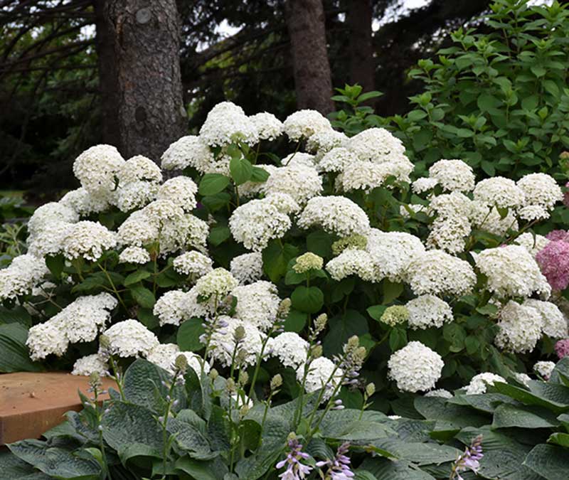 What to Plant in May: Trees, Shrubs, and Perennials
