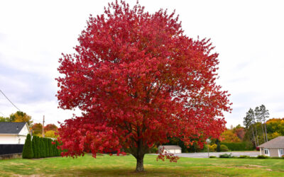 Michigan Native Plants