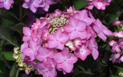 What to Plant in June in Michigan