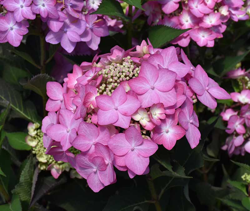 What to Plant in June in Michigan