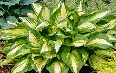 Low-Maintenance Perennials for Your Michigan Garden