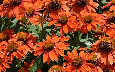 What to Plant in July in Michigan