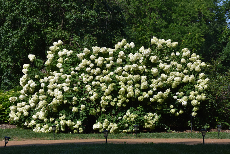 What to Plant in August in Michigan