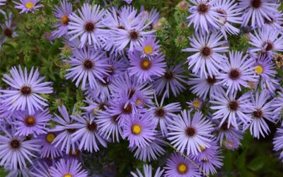 What to Plant in September in Michigan