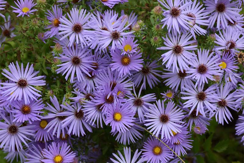 What to Plant in September in Michigan