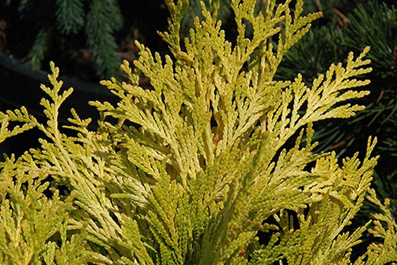 What to Plant in October in Michigan
