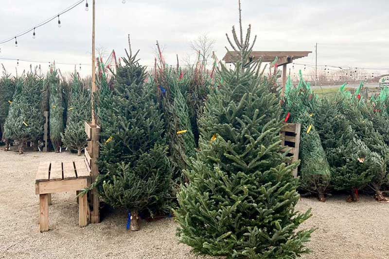 Choosing the Perfect Fir Variety for Your Home this Christmas Season