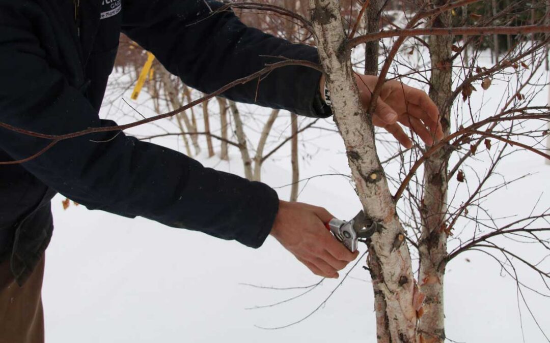 Dormant Winter Pruning in Michigan