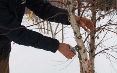 Dormant Winter Pruning in Michigan